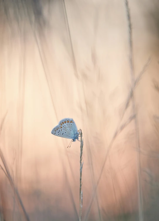 small blue erfly on plant next to it