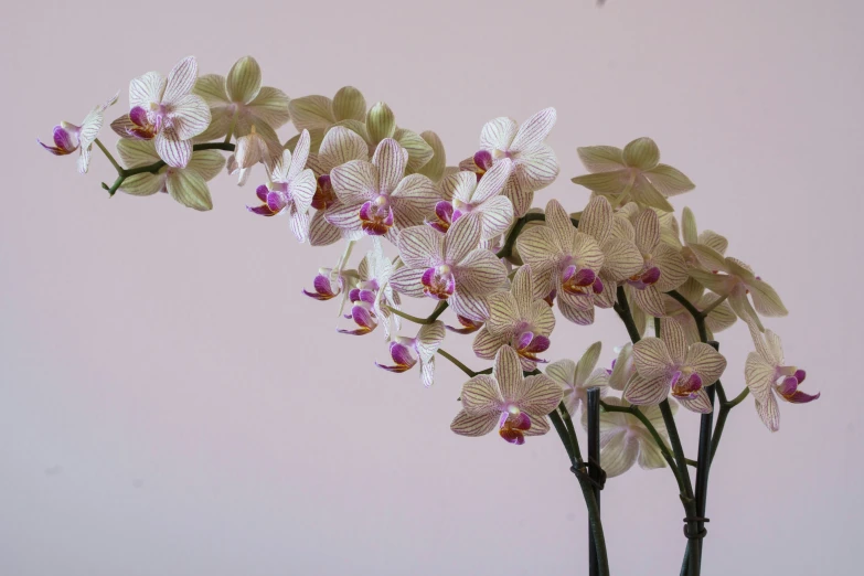 a plant with white, purple and red flowers sitting in a vase