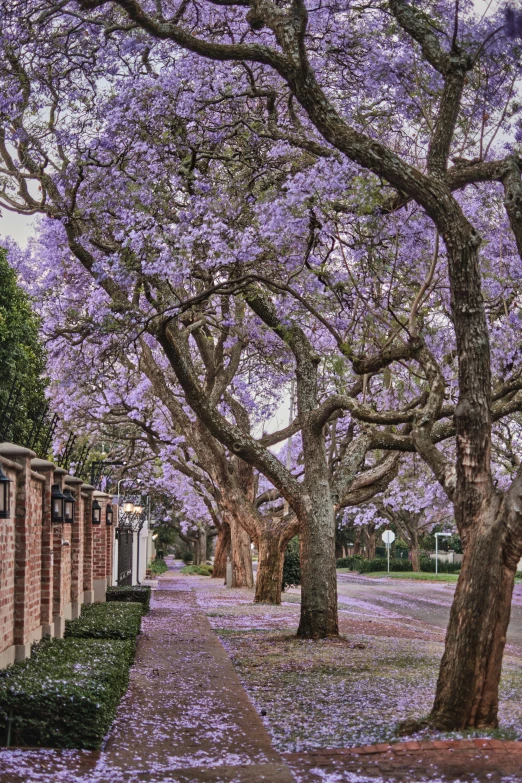 purple trees line a brick road on a rainy day