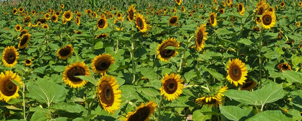 a sunflower field with many green leaves and large sunflowers