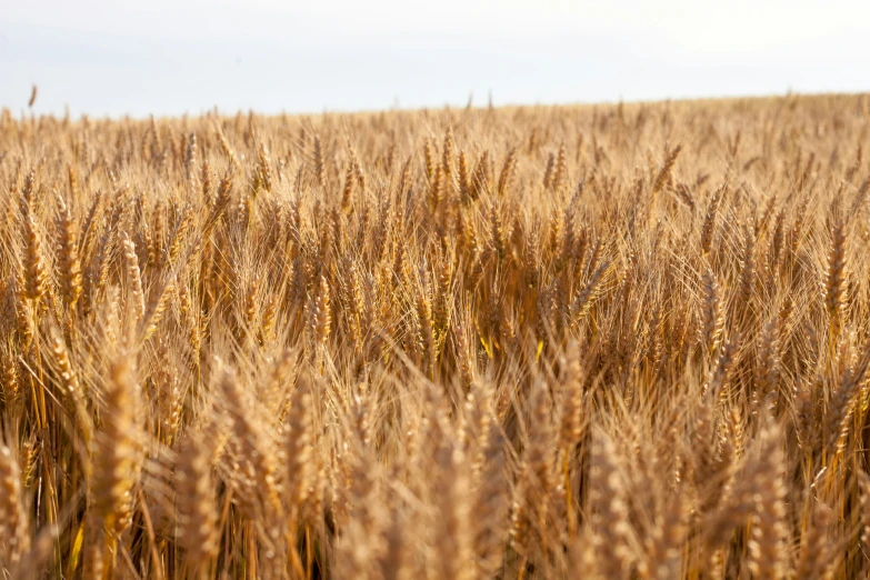 the field is full of ripe wheat ready to be harvested