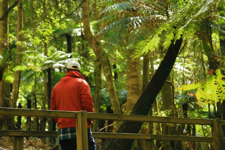 a person looking into a wood area