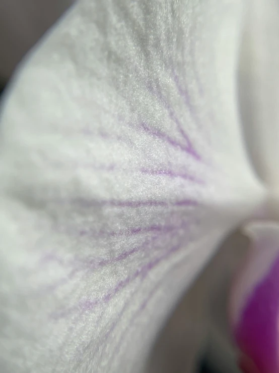 a flower is in full bloom near an open mouth