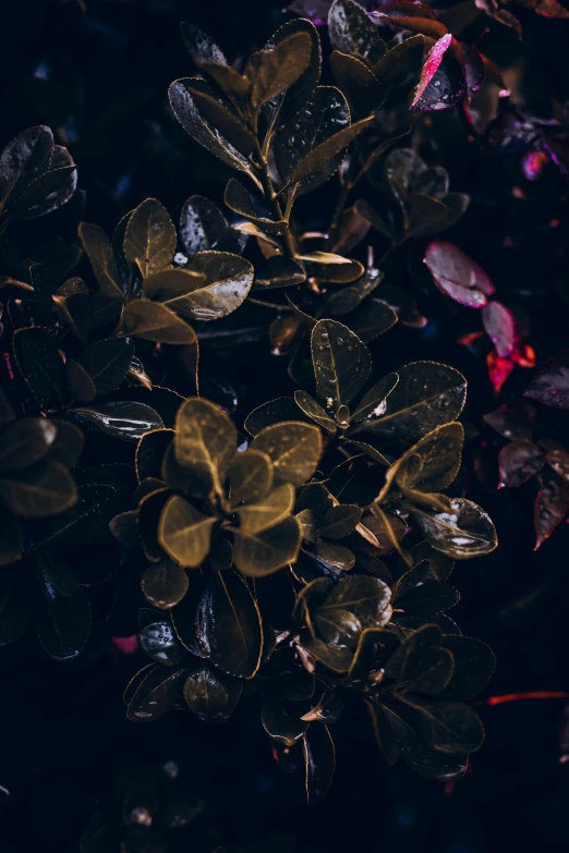 a bunch of leaves sitting next to a green bush