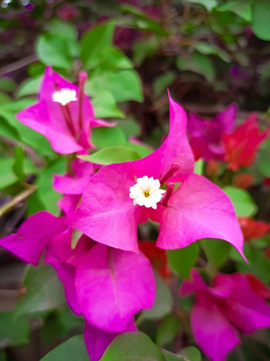 a closeup view of a pink flower with green leaves and foliage