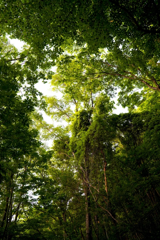 the view through the nches to a large tree