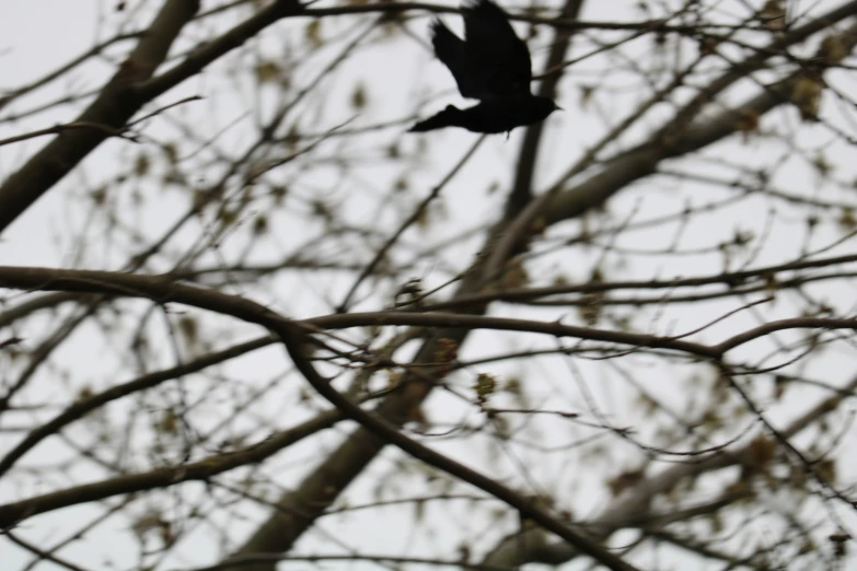 a black bird that is flying through the air