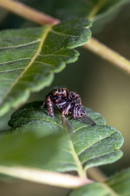 a jumping spider on a leaf with water droplets