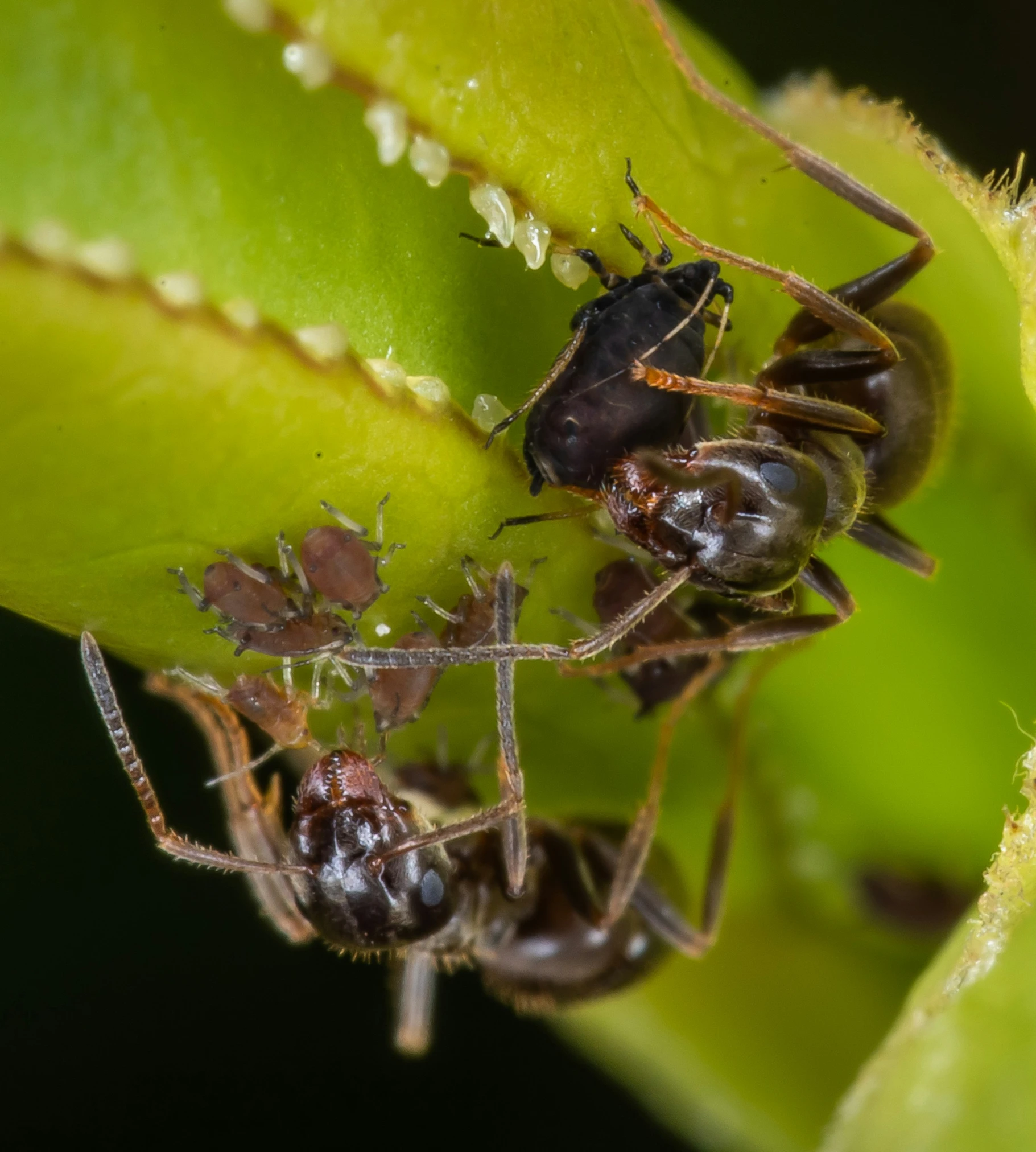 two black bugs standing on top of a green plant