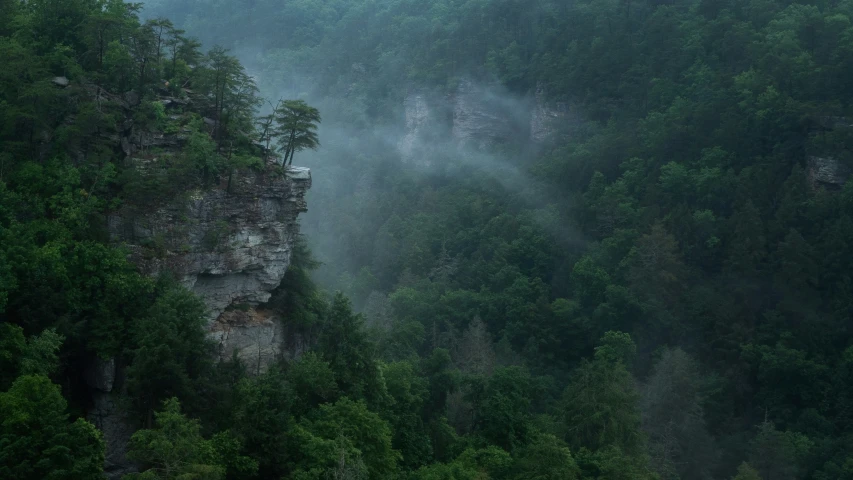 a foggy forest is seen from below as it rises above the tree tops