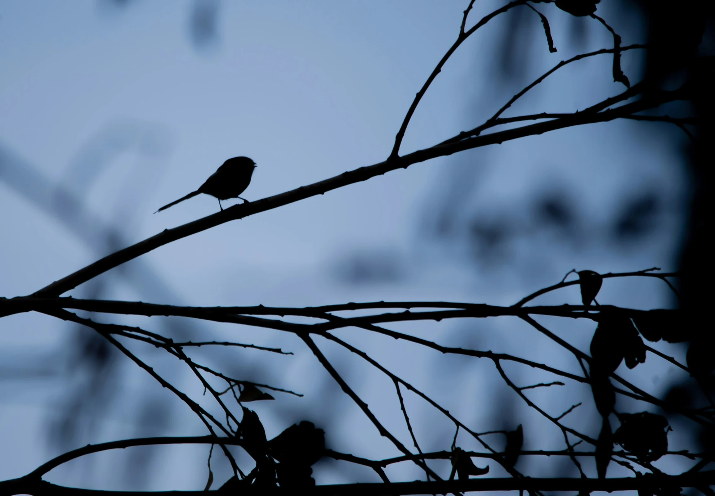 a bird on top of a tree limb during the day