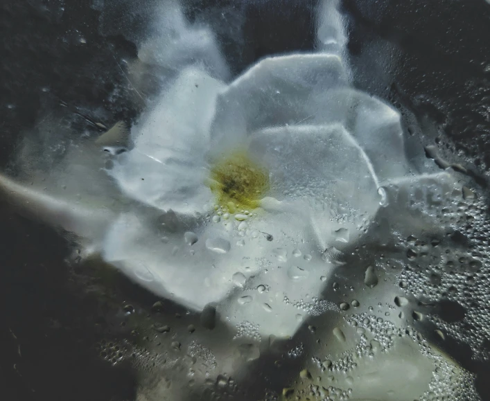 the flower is inside of a liquid filled glass