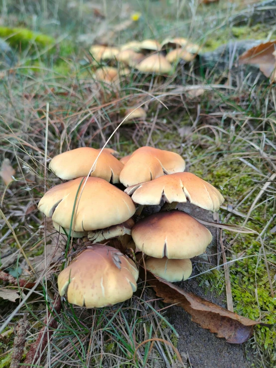 a group of mushrooms are growing in the grass