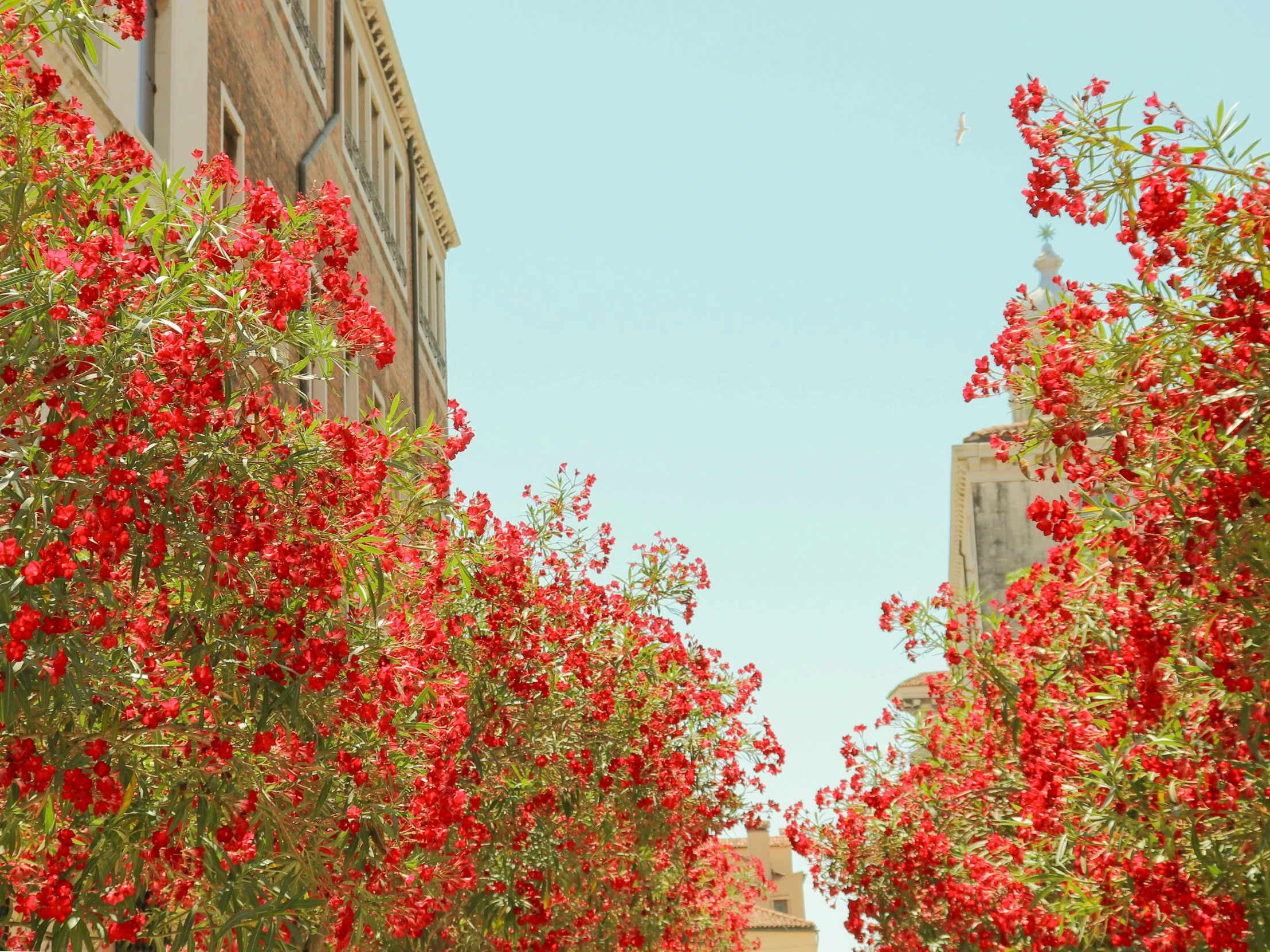 some very pretty red flowers on some trees