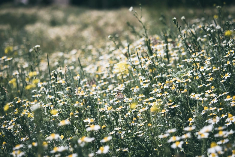 large group of flowers in the field with lots of greenery