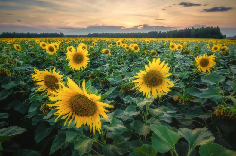 a sunflower field at sunset with the clouds in the background