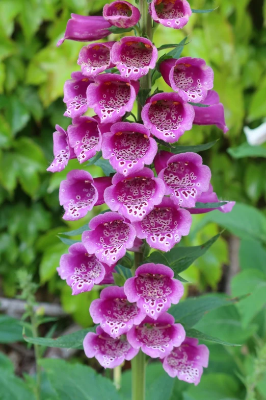 a bunch of purple flowers sitting on top of a lush green field