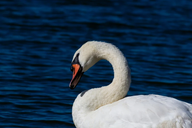 a goose with its head turned near the water