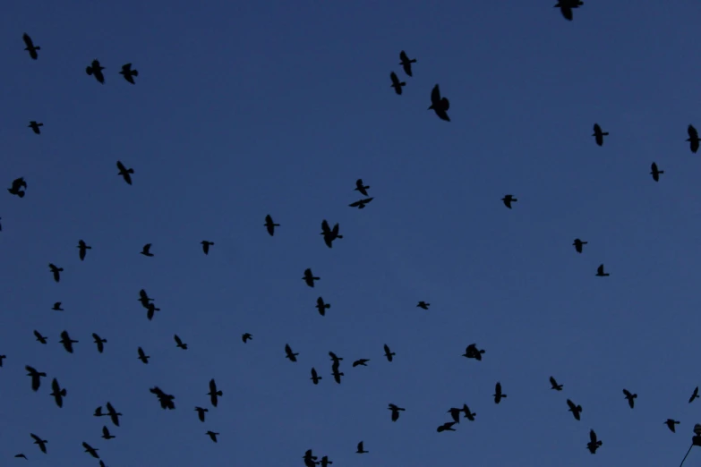 large flock of birds flying above in the night sky