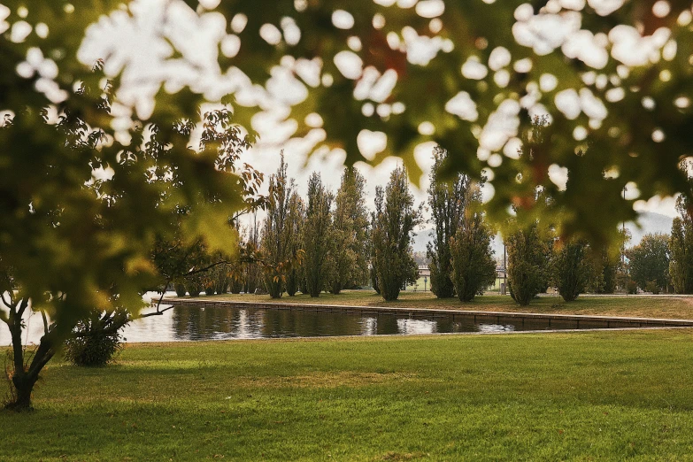 a grassy area with trees and a pond