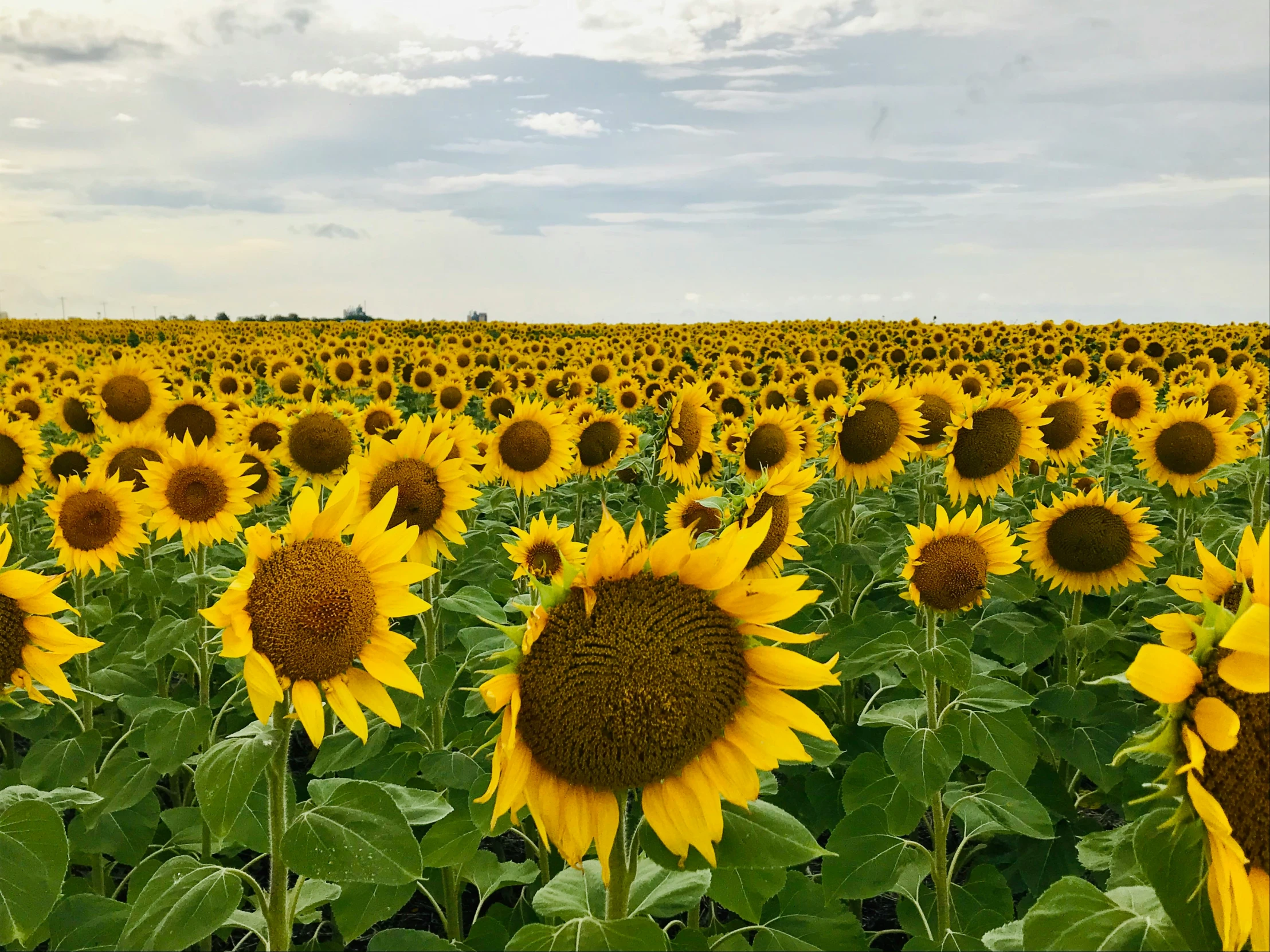 the sunflowers are blooming allover the field