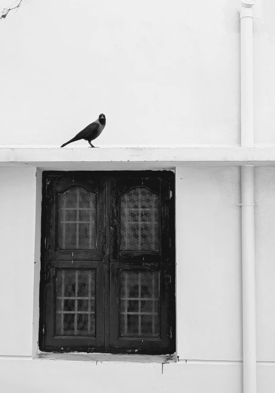 black and white pograph of window with a bird perched on top