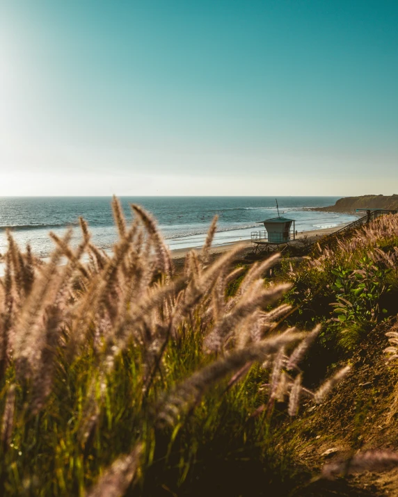 grass in front of the ocean during the day