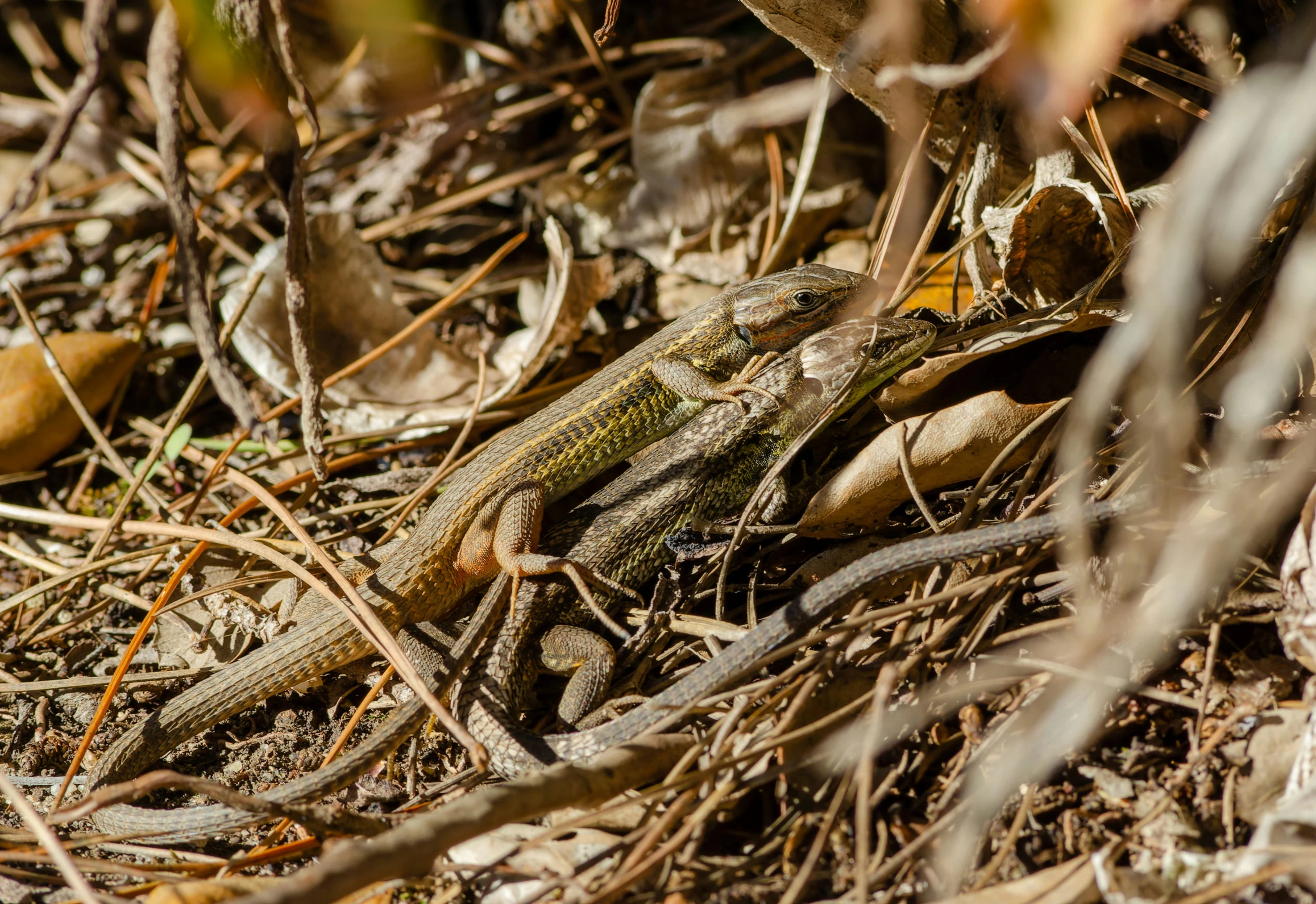 a lizard is seen standing among the dry grass