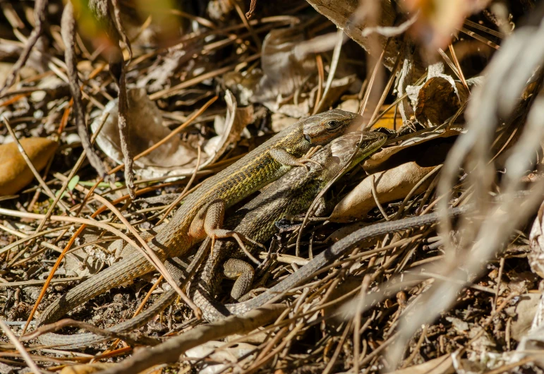 a lizard is seen standing among the dry grass