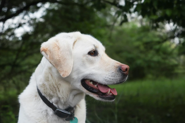 a white dog sits on a green lawn