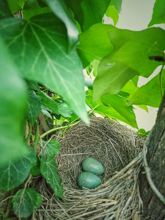 two eggs are in a bird's nest between green foliage