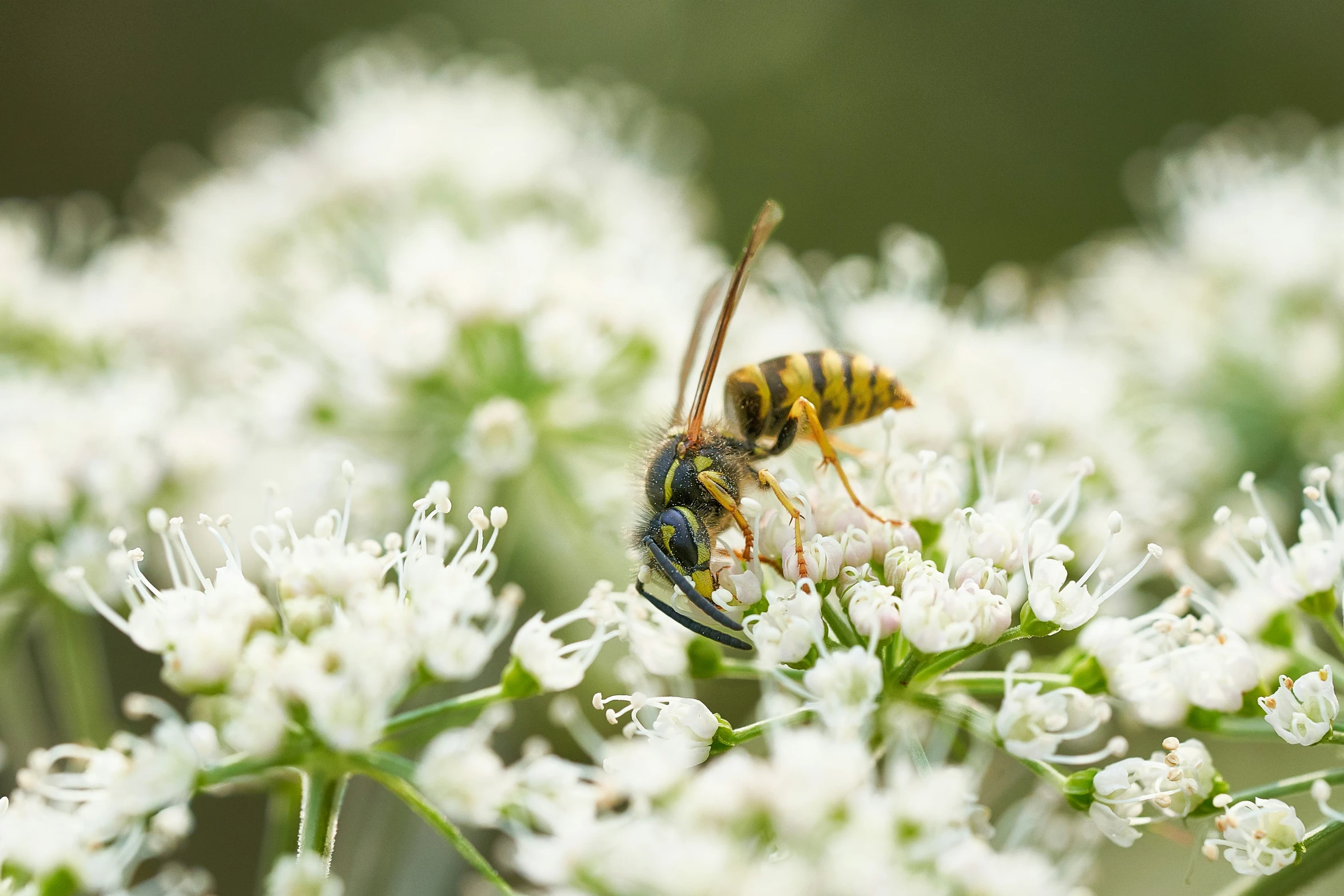 a large yellow and black striped insect sitting on top of white flowers