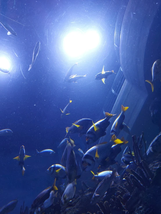 some bright lights and many small fish in an aquarium