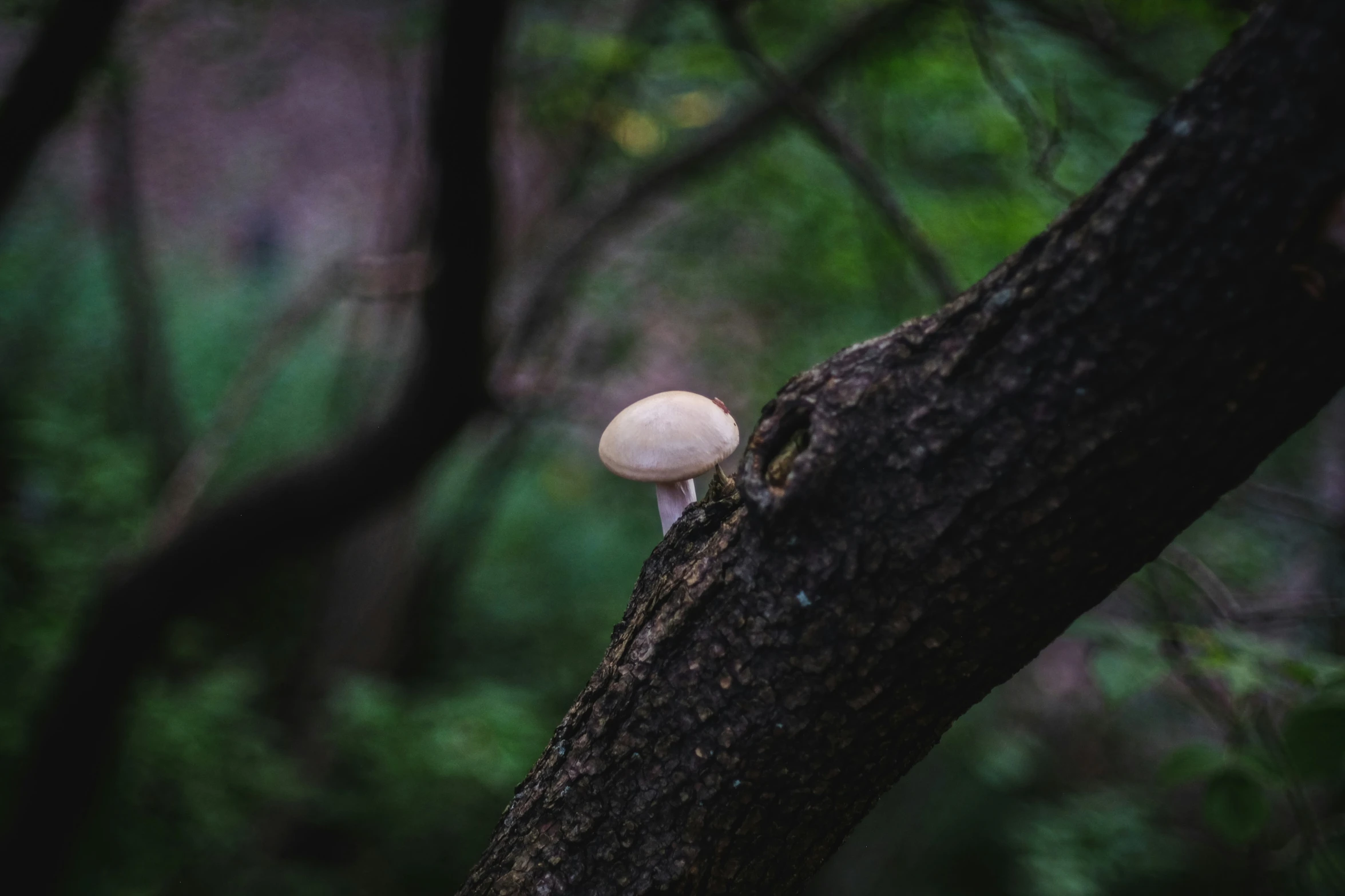 a small mushroom grows on a thin tree trunk