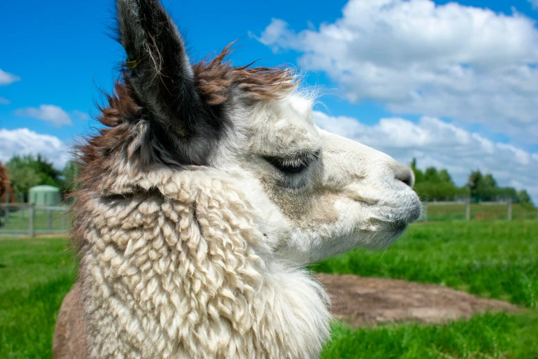 a white llama standing in the middle of the grass