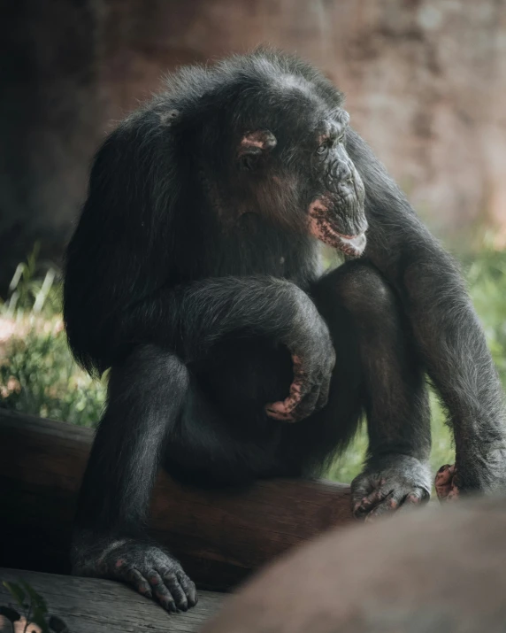 a chimpan looking at the camera while sitting on a nch