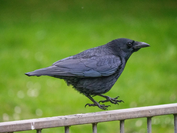 the bird is perched on the rail outside