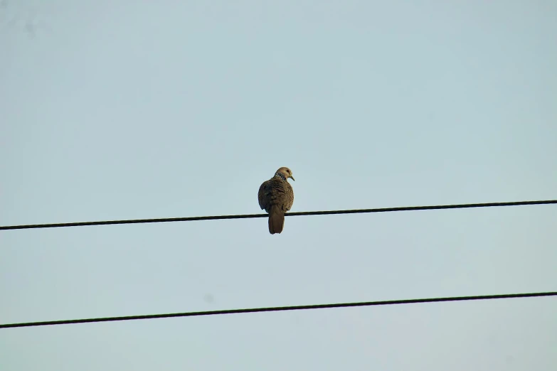 a bird is sitting on the wire between two wires