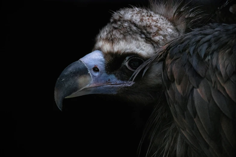 an image of a vulture with very large eyes