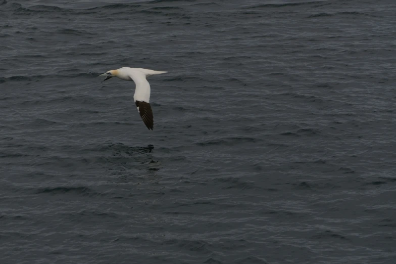 a bird is flying in the ocean by itself