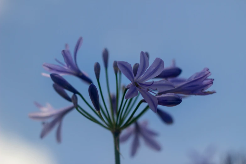 some purple flowers are on the top of a stem