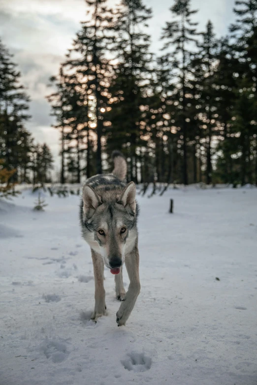 wolf walking in snow with forest behind