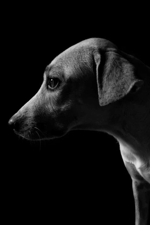 a dog is looking into the distance with his face in dark