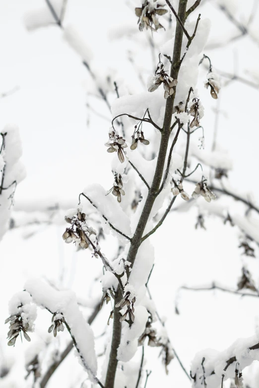 the snow on the tree is almost covered by the thick white stuff