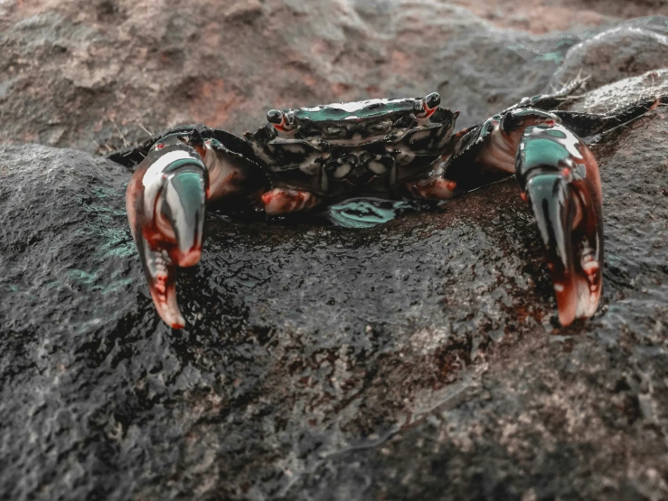 a small crab is sitting on some rock