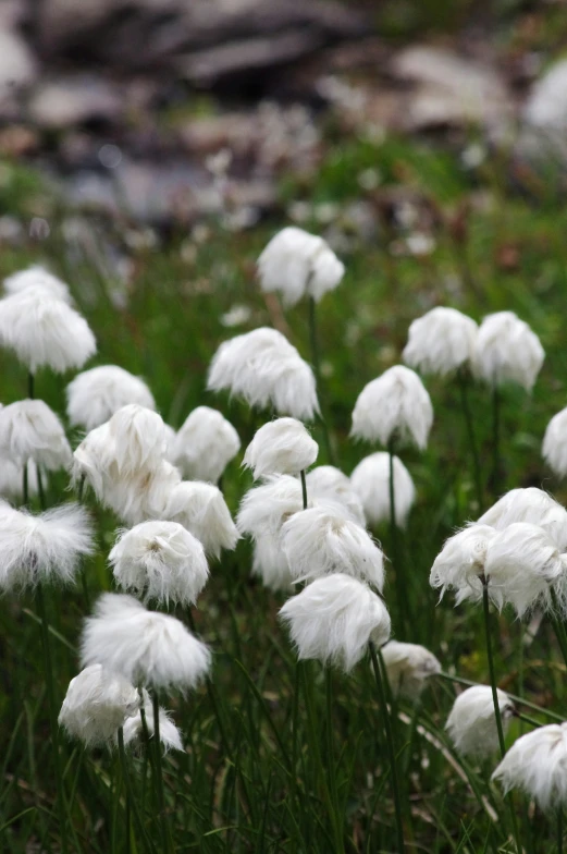 a field full of fluffy white flowers in the grass