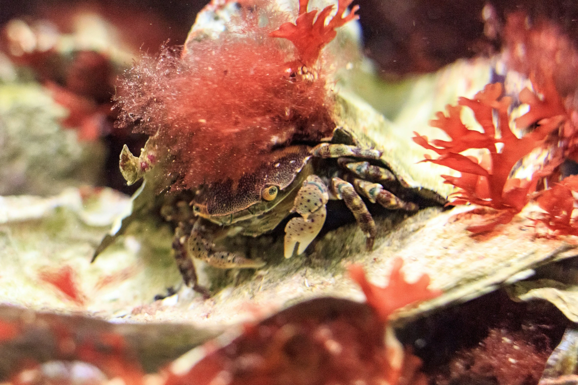 a small crab crawling among some plants and rocks