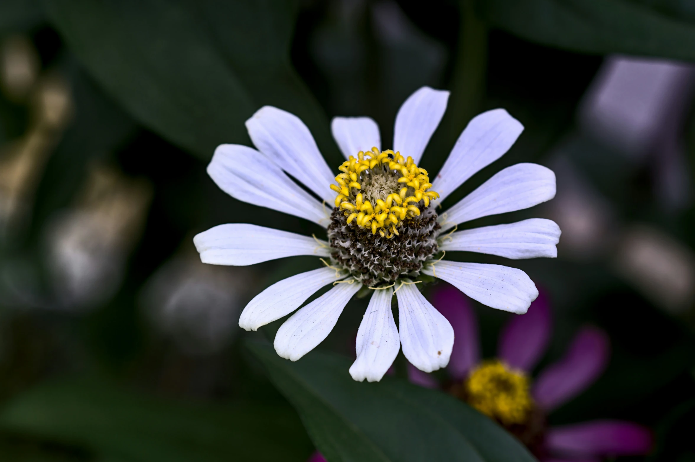 the small white daisy is growing in the middle of the field