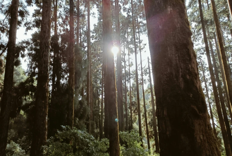 the sun shines through the thick trees