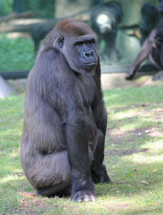 a very big cute monkey sitting by itself